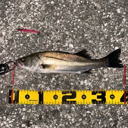 セイゴ（マルスズキ）