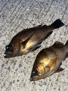 メバルの釣果