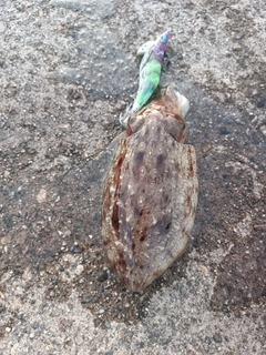 コウイカの釣果