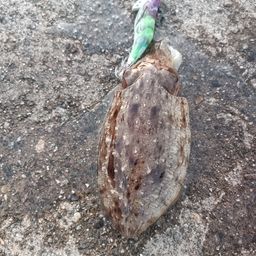 コウイカ