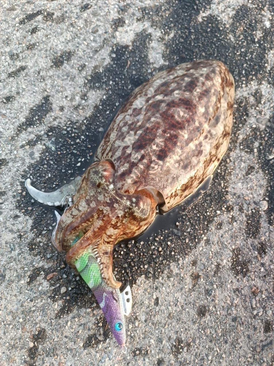 コウイカ