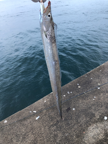 タチウオの釣果