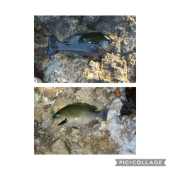 グレの釣果