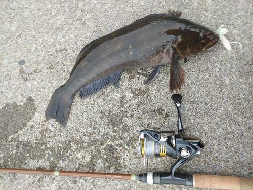 アイナメの釣果