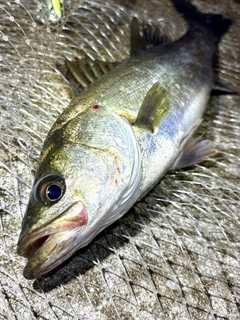 フッコ（マルスズキ）の釣果