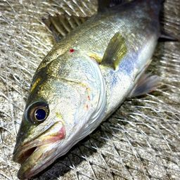 フッコ（マルスズキ）