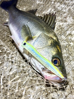 フッコ（マルスズキ）の釣果