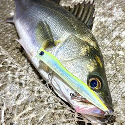 フッコ（マルスズキ）