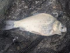 ヘラブナの釣果