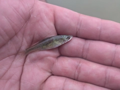 モツゴの釣果