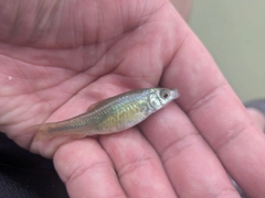 モツゴの釣果