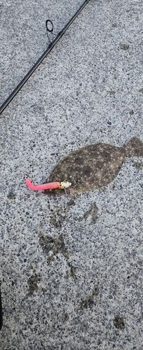 ソゲの釣果