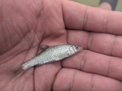モツゴの釣果
