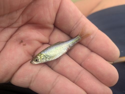 モツゴの釣果