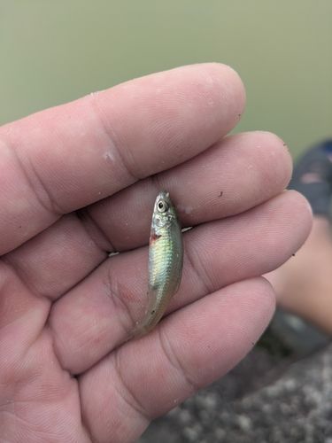 モツゴの釣果