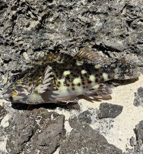 イソゴンベの釣果