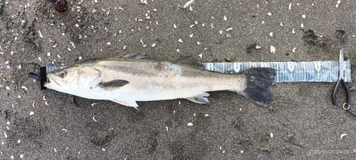 スズキの釣果