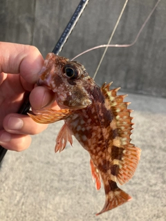 カサゴの釣果