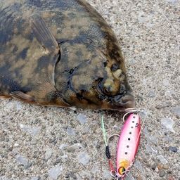 クロガシラガレイ