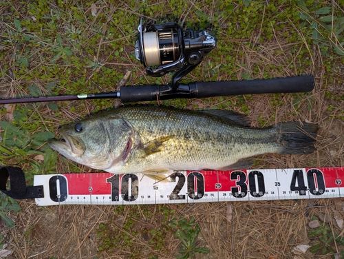 ラージマウスバスの釣果
