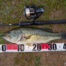 ラージマウスバス