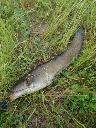 ナマズの釣果