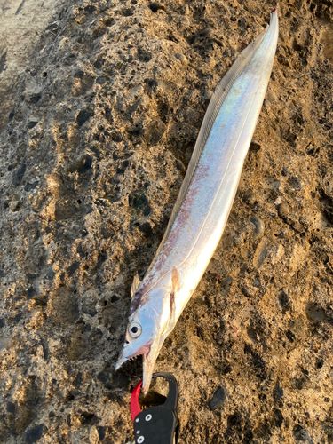 タチウオの釣果