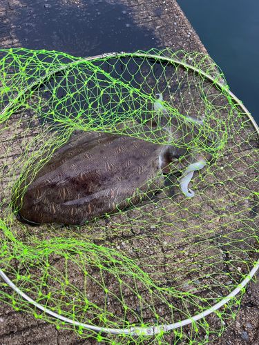 コウイカの釣果