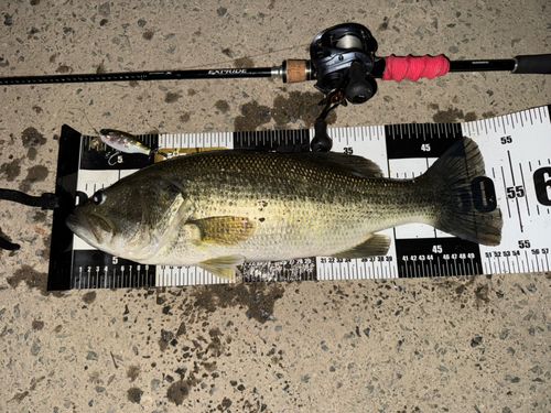 ラージマウスバスの釣果