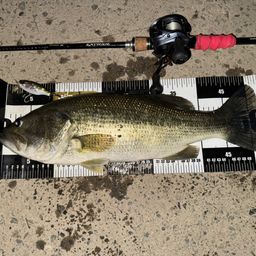 ラージマウスバス