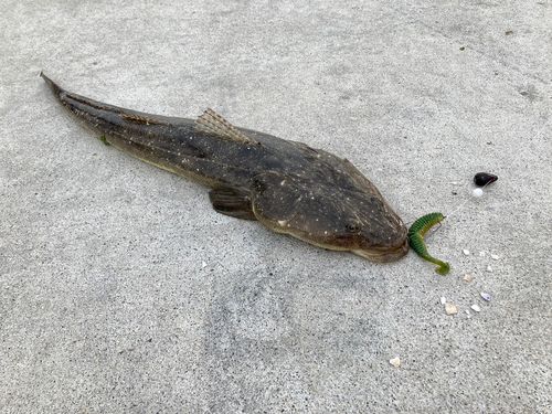 マゴチの釣果