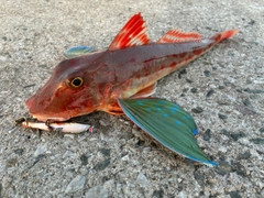 ホウボウの釣果