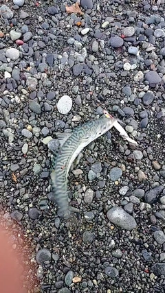 サバの釣果
