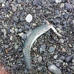 サバ