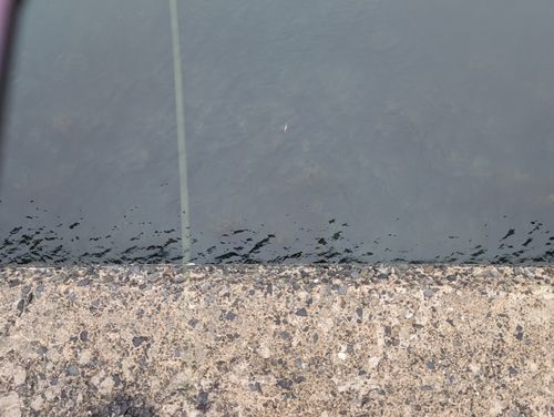 モンゴウイカの釣果