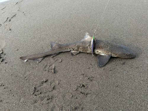 ドチザメの釣果