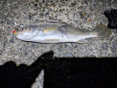 ニベの釣果