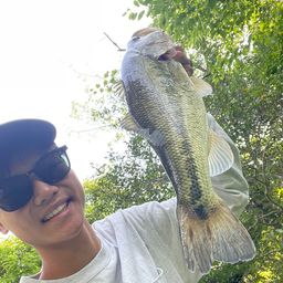 ラージマウスバス