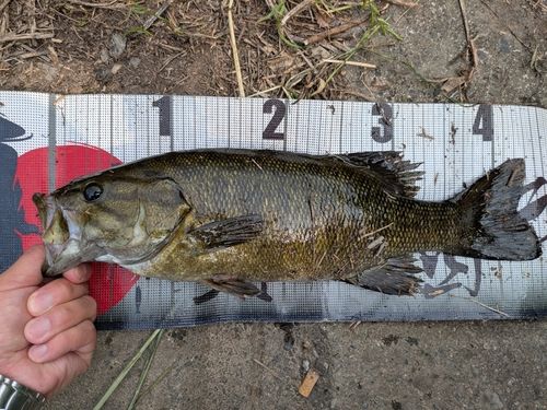 スモールマウスバスの釣果