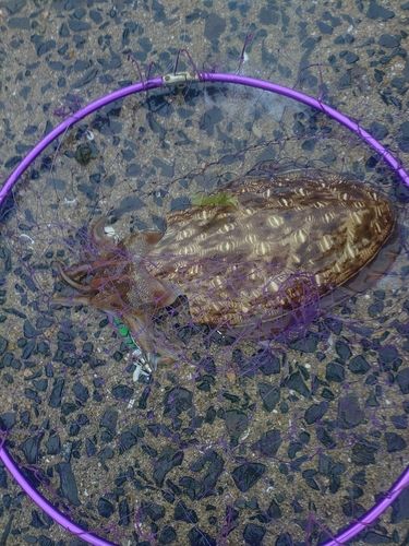 コウイカの釣果