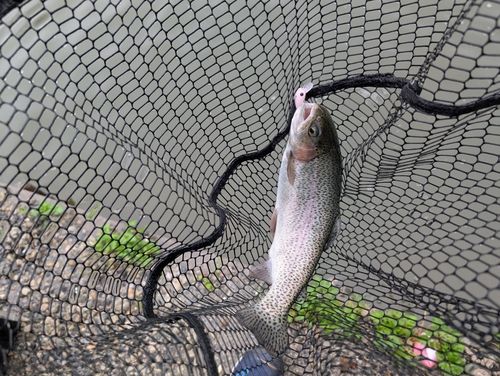 ニジマスの釣果