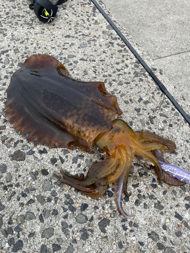 アオリイカの釣果