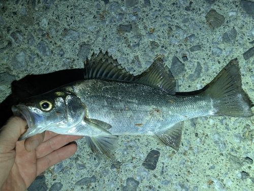 セイゴ（ヒラスズキ）の釣果