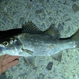 セイゴ（ヒラスズキ）