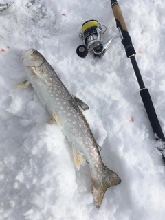 ウミアメの釣果