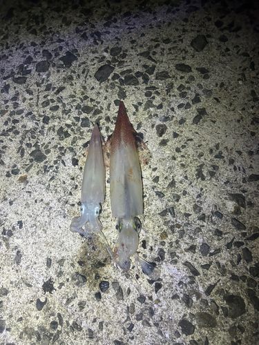 ヤリイカの釣果
