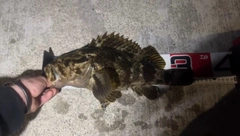 ベッコウゾイの釣果