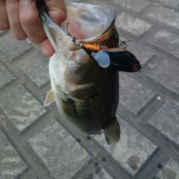 ラージマウスバス