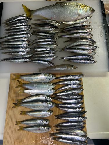 カタクチイワシ