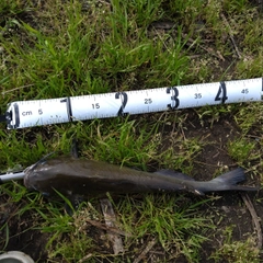アメリカナマズの釣果